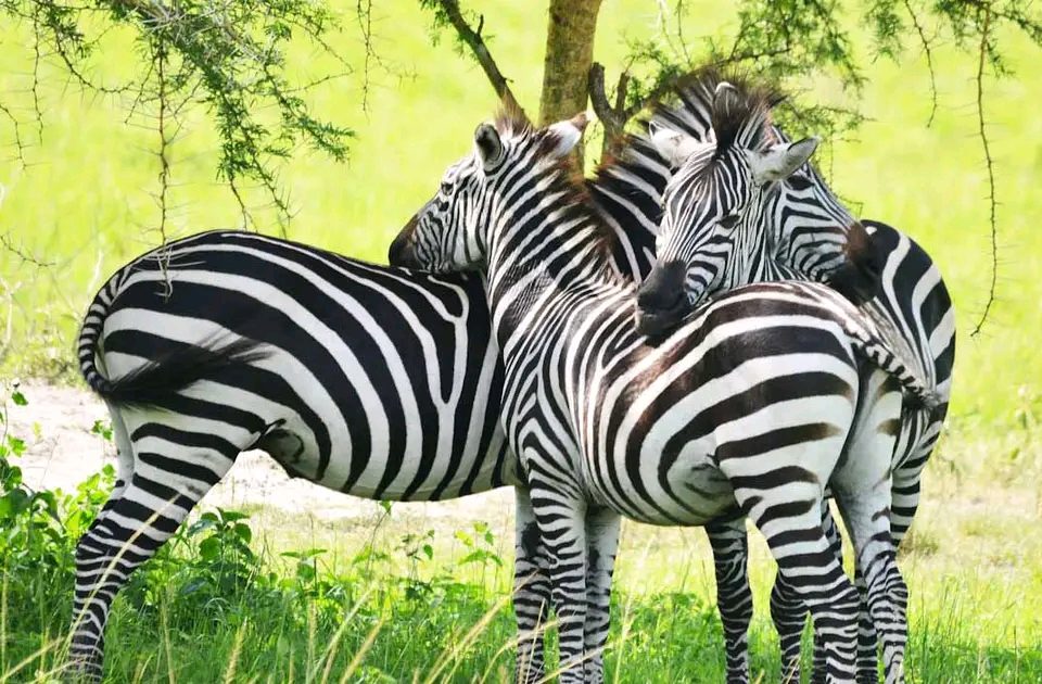 Uganda’s Best Safari Parks
