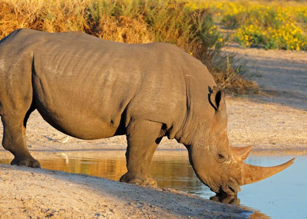 Guidelines for Rhino Tracking
