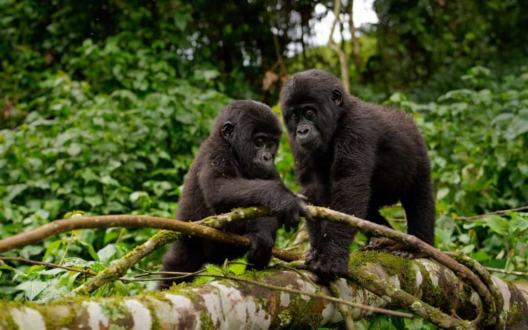 Gorilla Trekking Safari combined with Wildlife safaris