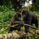 Gorilla Trekking Safari combined with Wildlife safaris