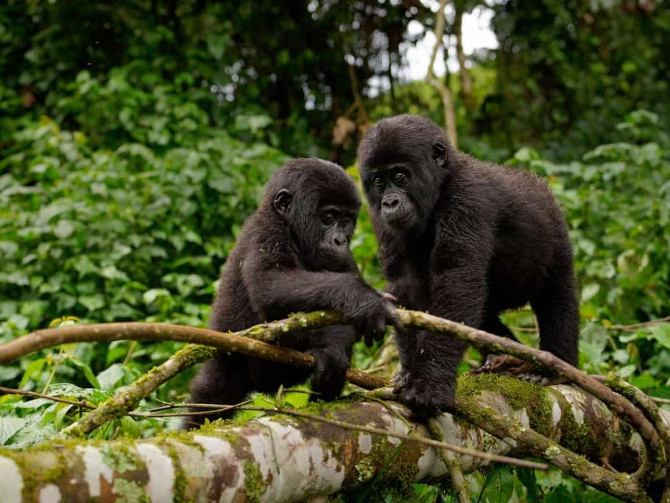 Gorilla Trekking Safari combined with Wildlife safaris