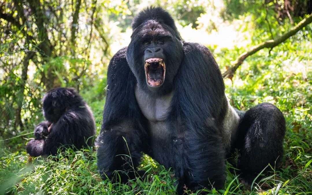 5 Days Gorilla Trekking Rwanda and Primates tour