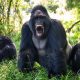 5 Days Gorilla Trekking Rwanda and Primates tour