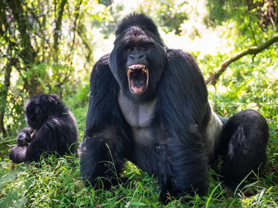 5 Days Gorilla Trekking Rwanda and Primates tour