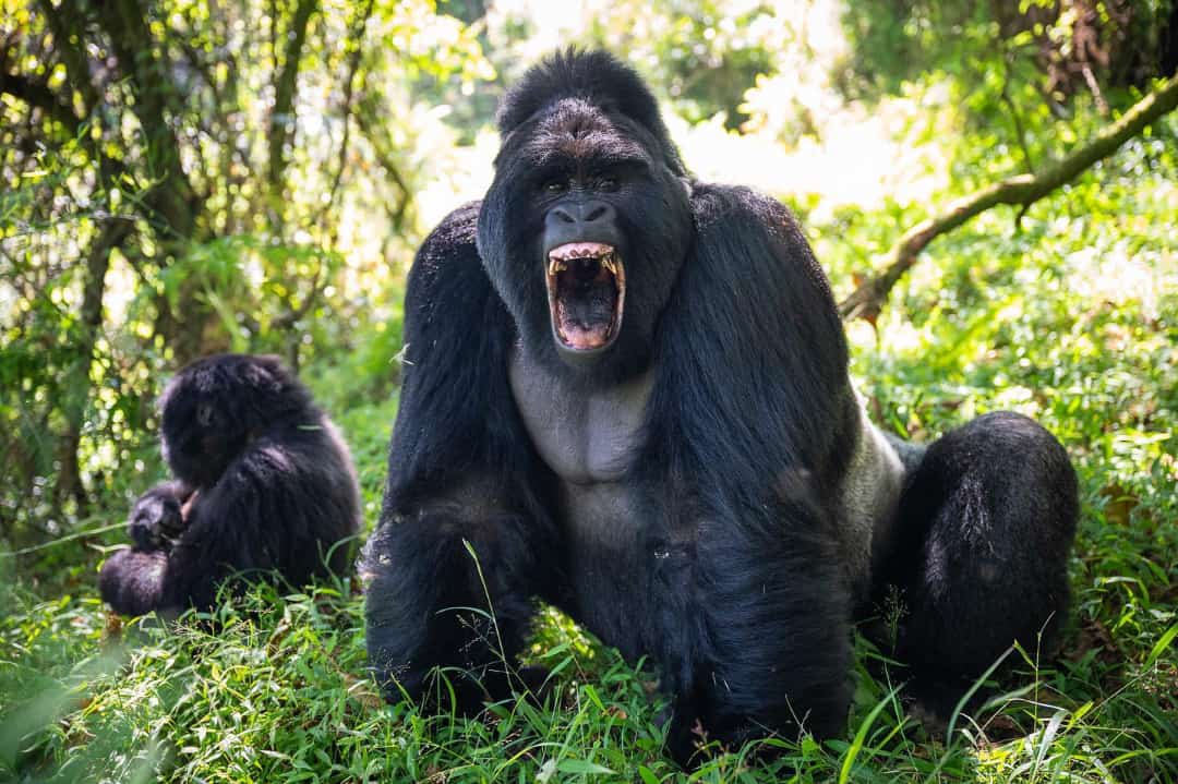 5 Days Gorilla Trekking Rwanda and Primates tour